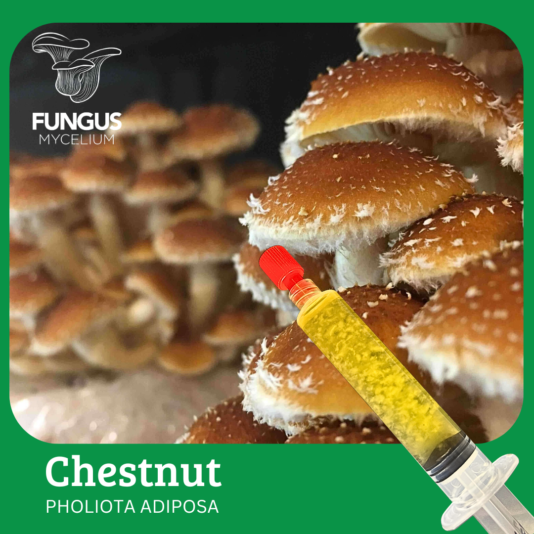 Vial Chestnut