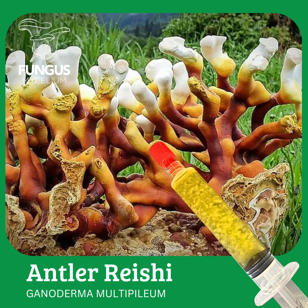 Vial Reishi