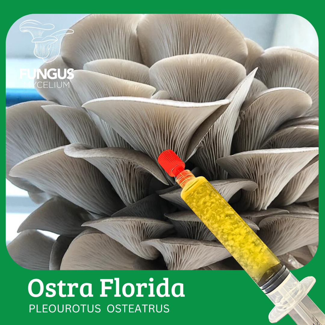 Vial Ostra Florida