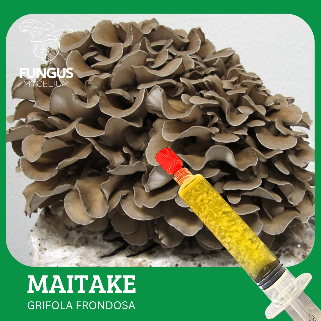 Vial Maitake