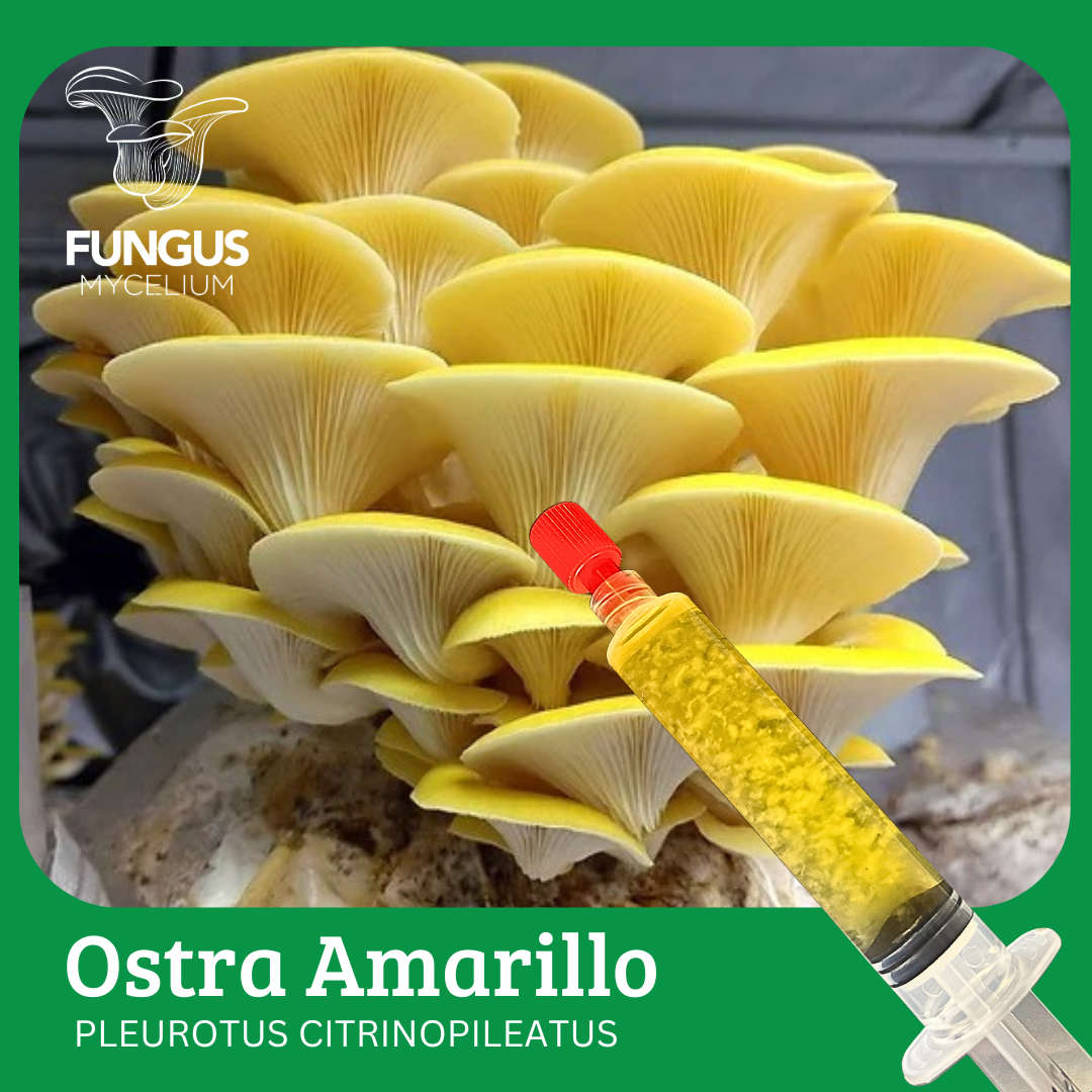 Vial Ostra Amarillo