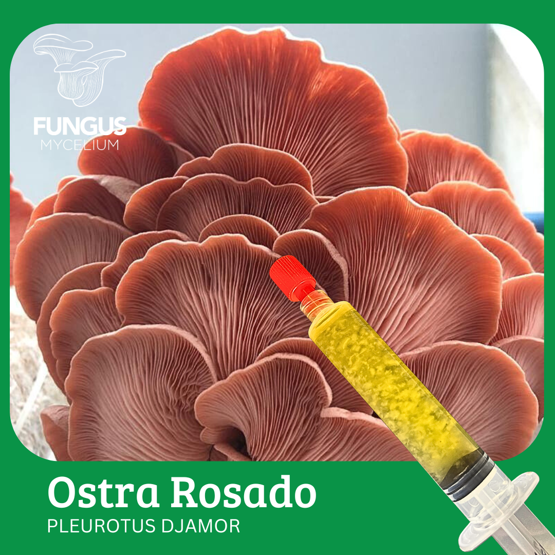 Vial Ostra Rosado