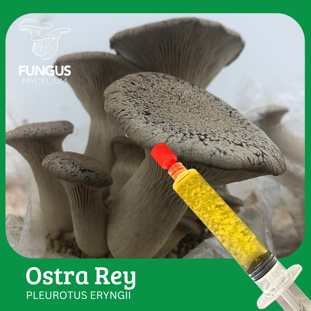 Vial Ostra Rey