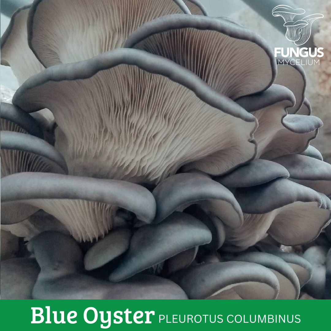 MICELIO DE OSTRA AZUL