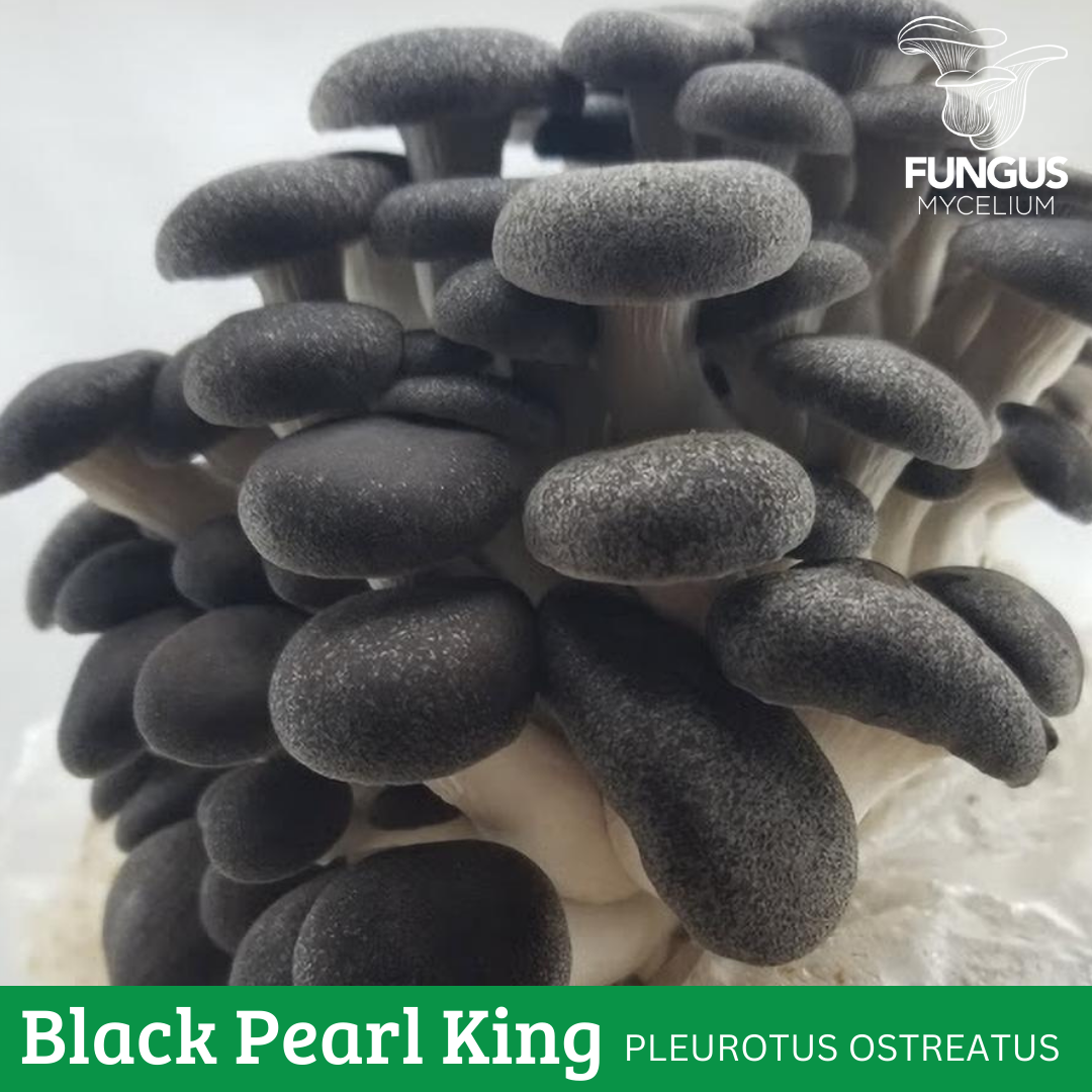 MICELIO DE OSTRA REY PERLA NEGRA
