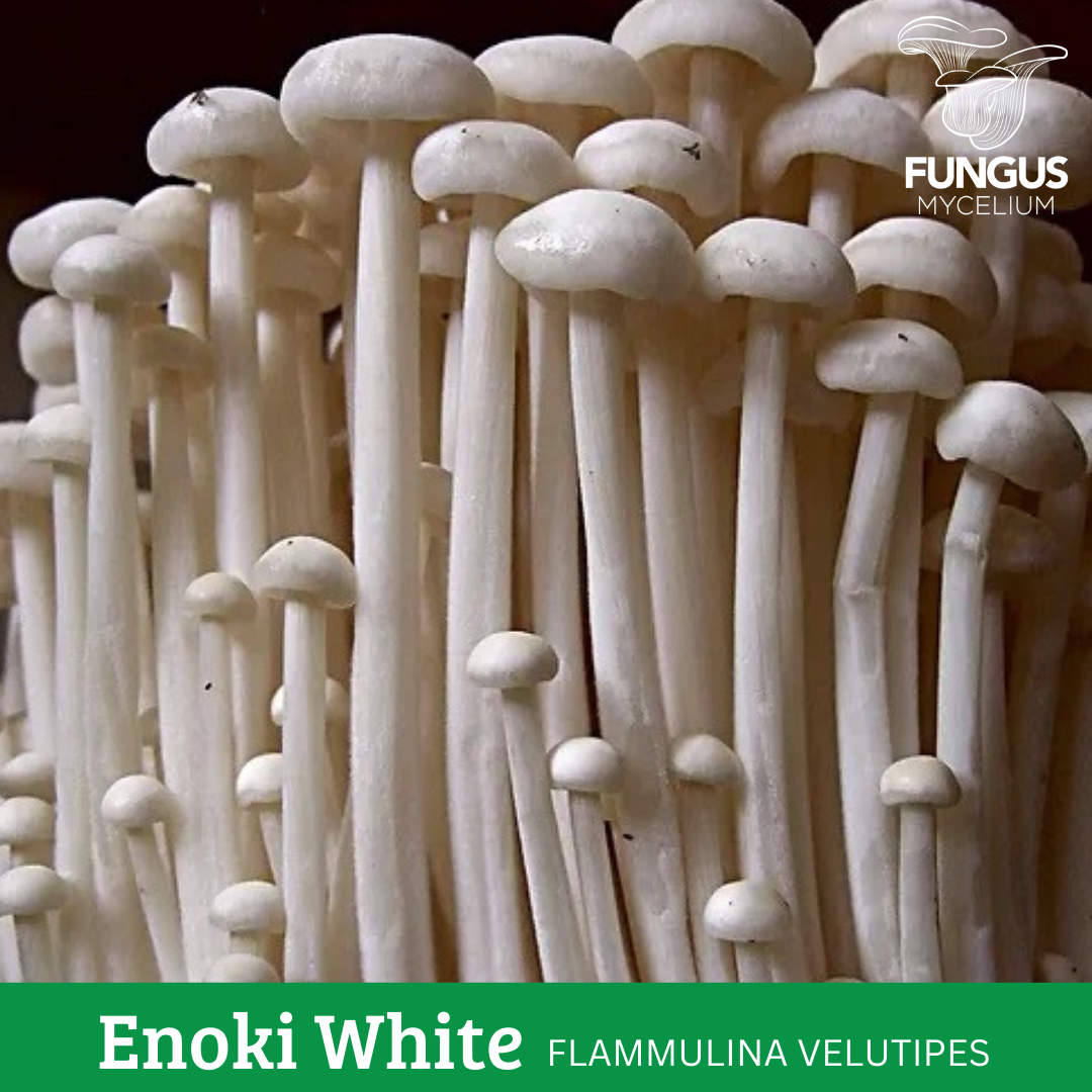 MICELIO DE ENOKI BLANCO