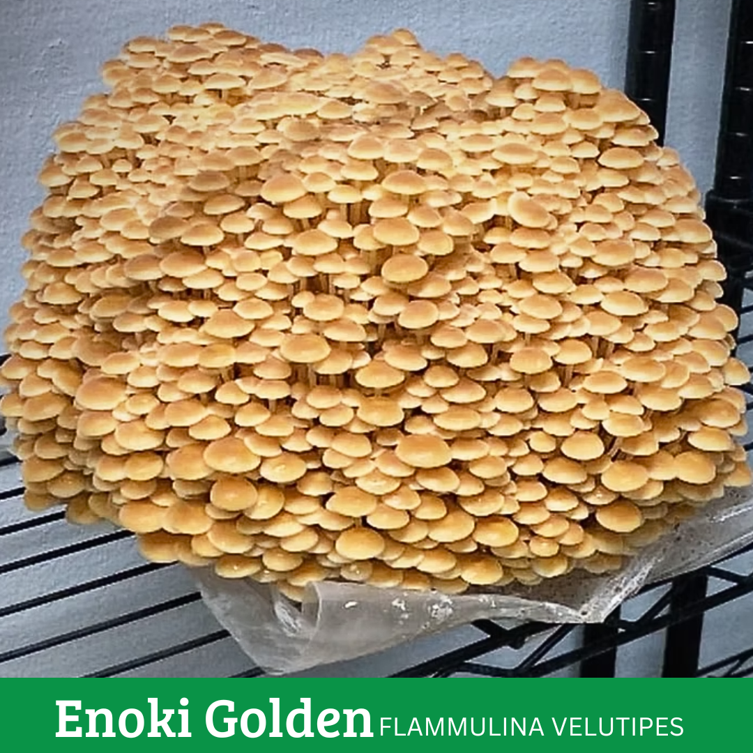 MICELIO DE ENOKI DORADO