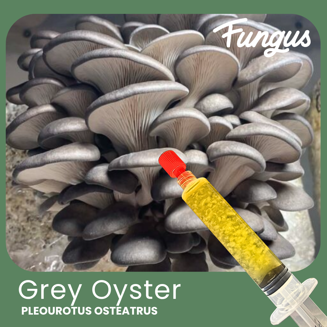 VIAL DE MICELIO LÍQUIDO OSTRA GRIS 10ML