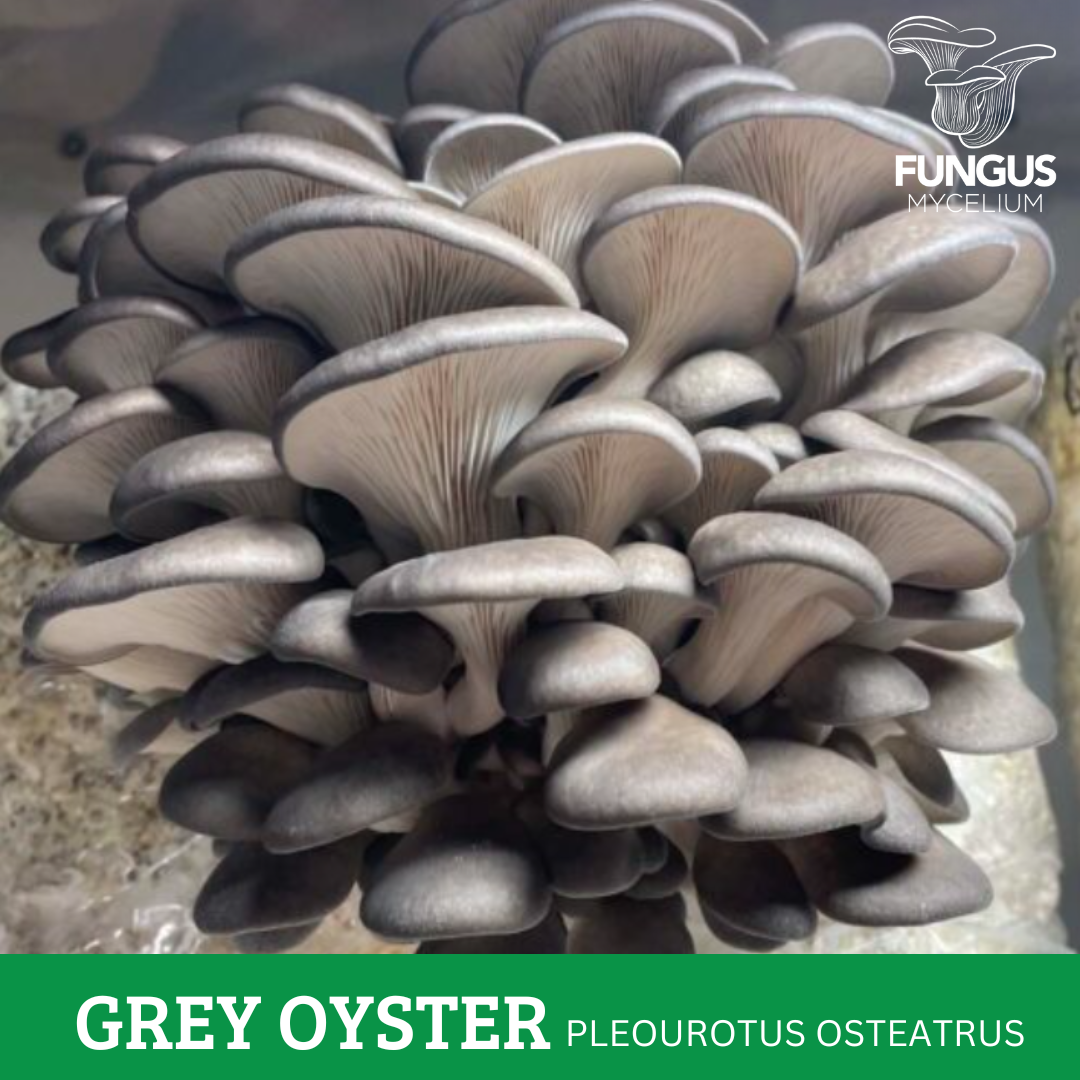MICELIO DE OSTRA GRIS