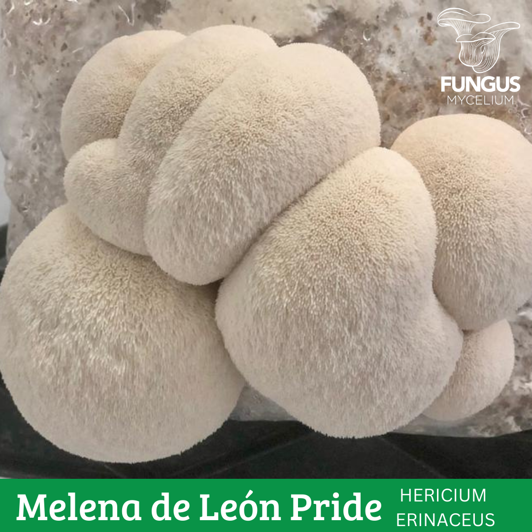 MICELIO DE MELENA DE LEON PRIDE