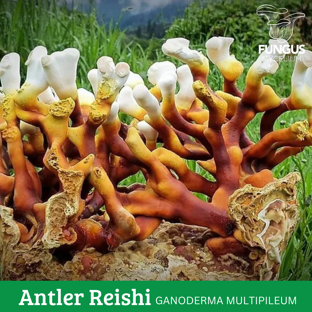 MICELIO DE REISHI