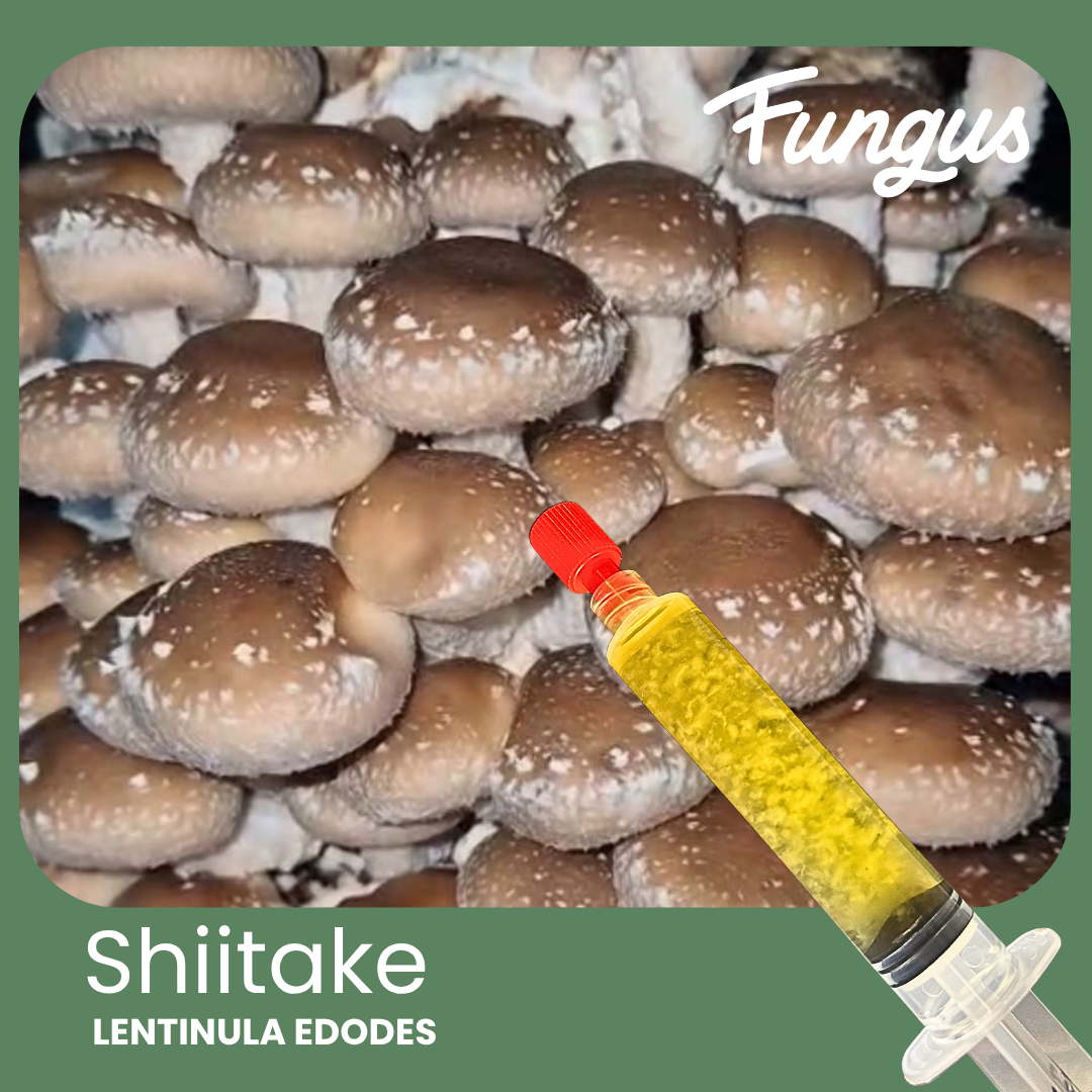 VIAL DE MICELIO LÍQUIDO DE SHIITAKE 10ML