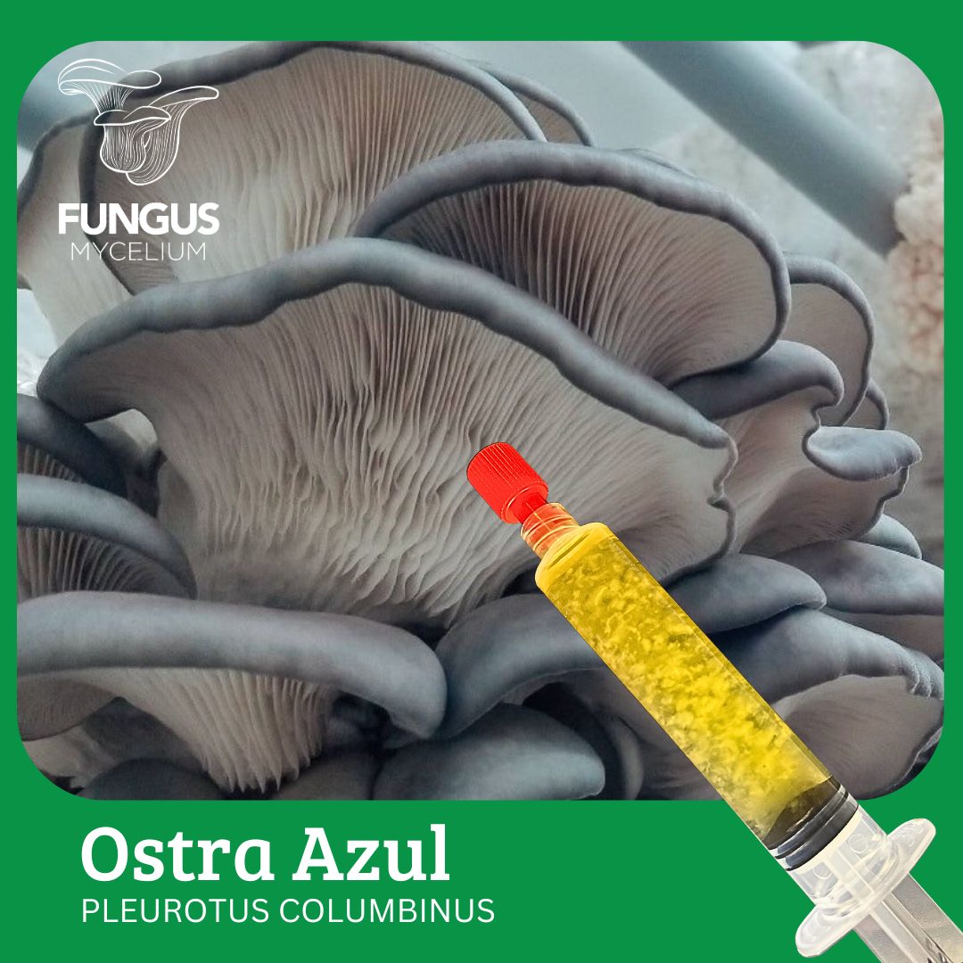 Vial Ostra Azul