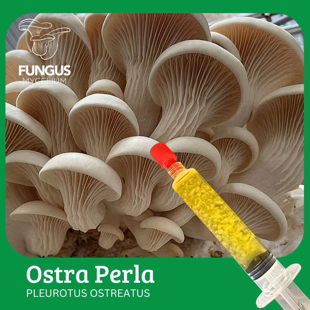 Vial Ostra Perla