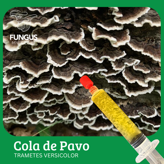 Vial Cola de Pavo