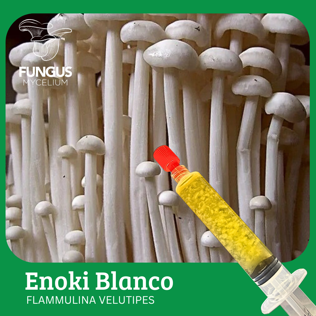 Vial Enoki Blanco