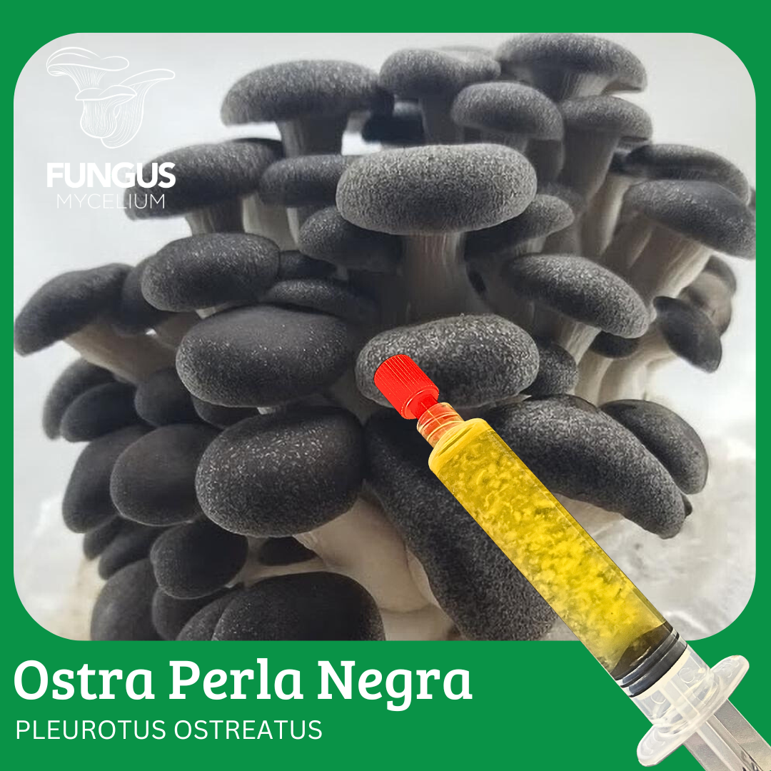 Vial Ostra Perla Negra