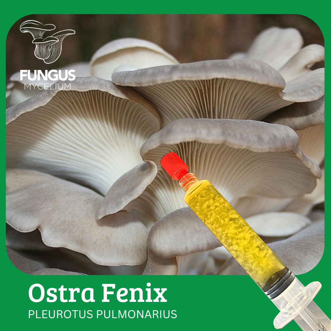 Vial Ostra Fenix