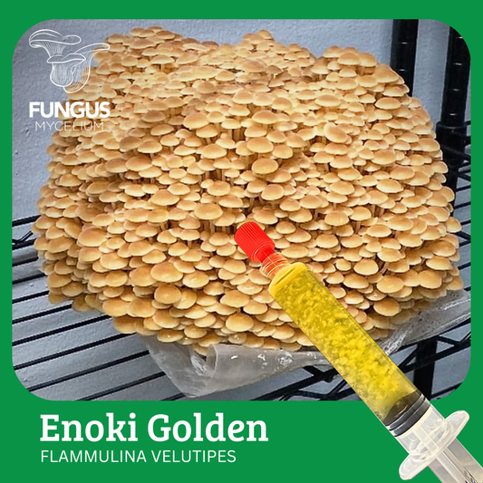 Vial Enoki Dorado