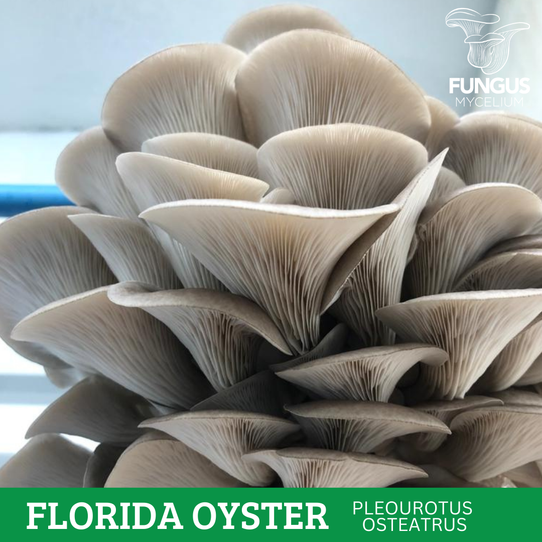MICELIO DE OSTRA FLORIDA