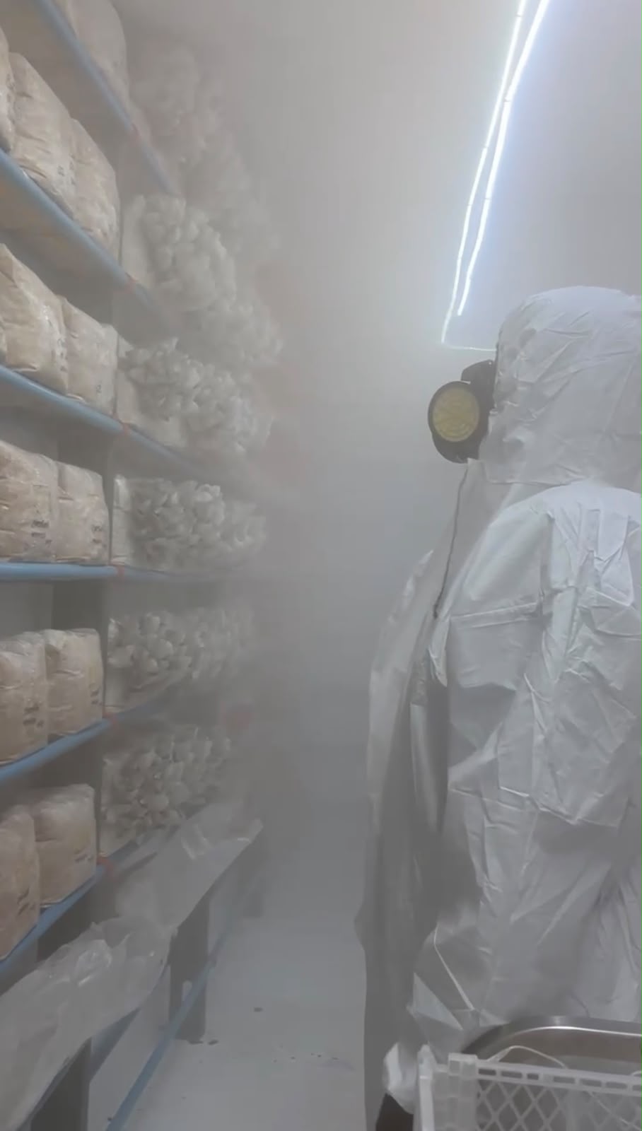 sala de fructificacion de fungus mycelium listo para cosecha 