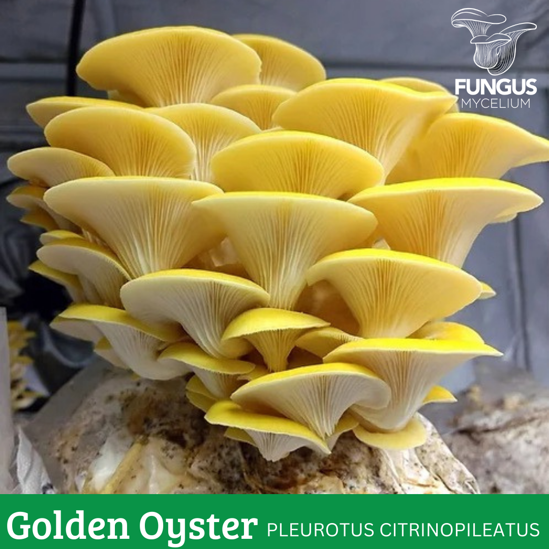 MICELIO DE OSTRA AMARILLO