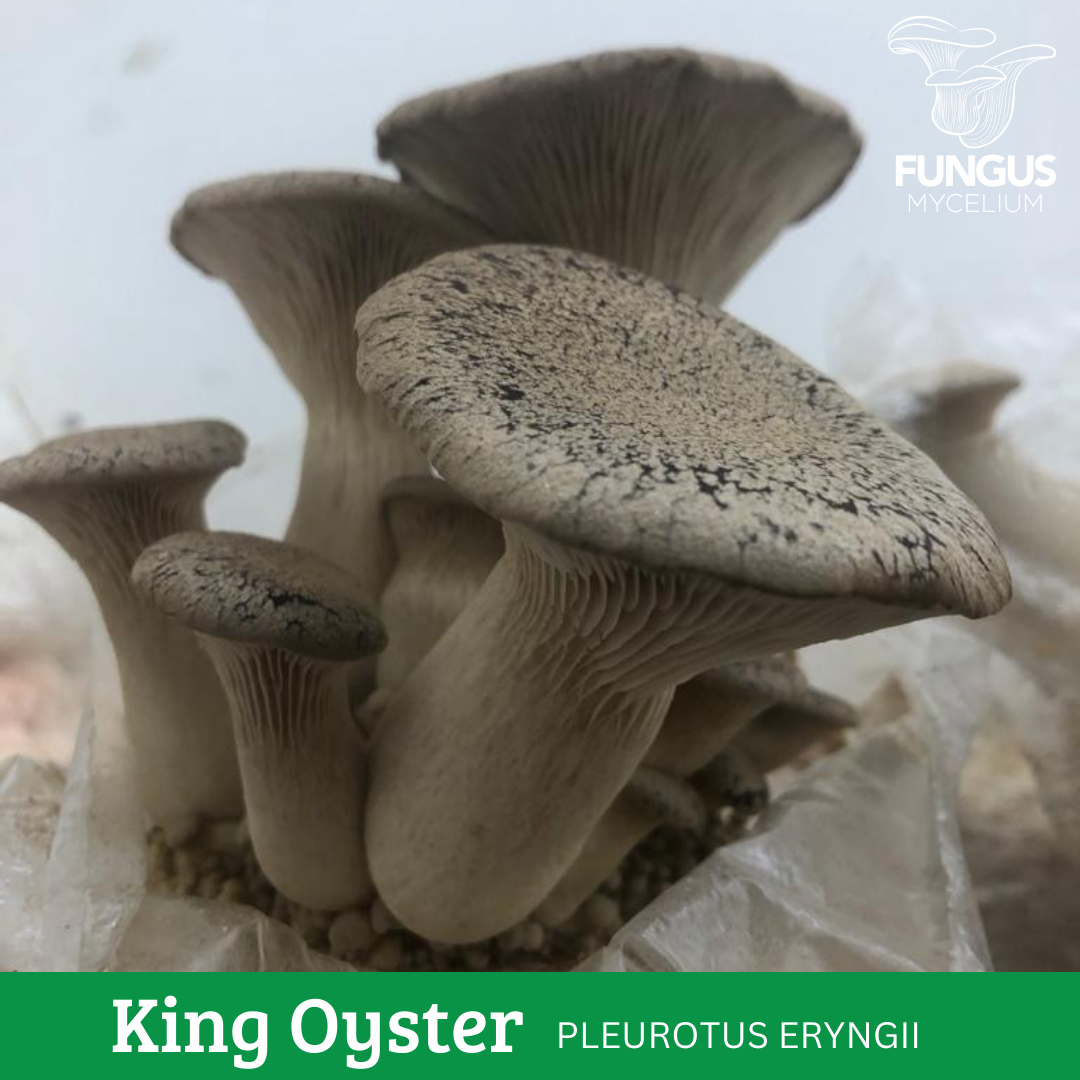 MICELIO DE OSTRA REY