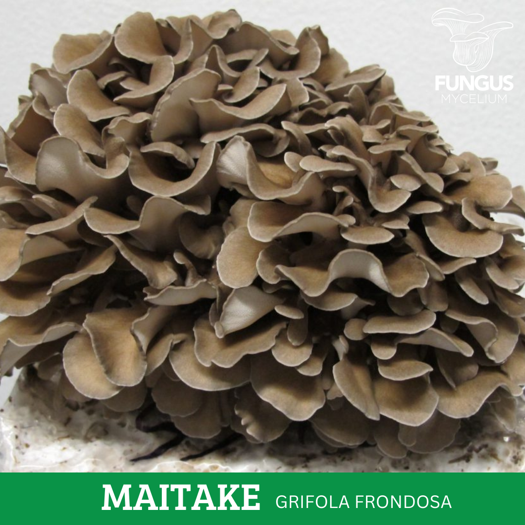 MICELIO MAITAKE
