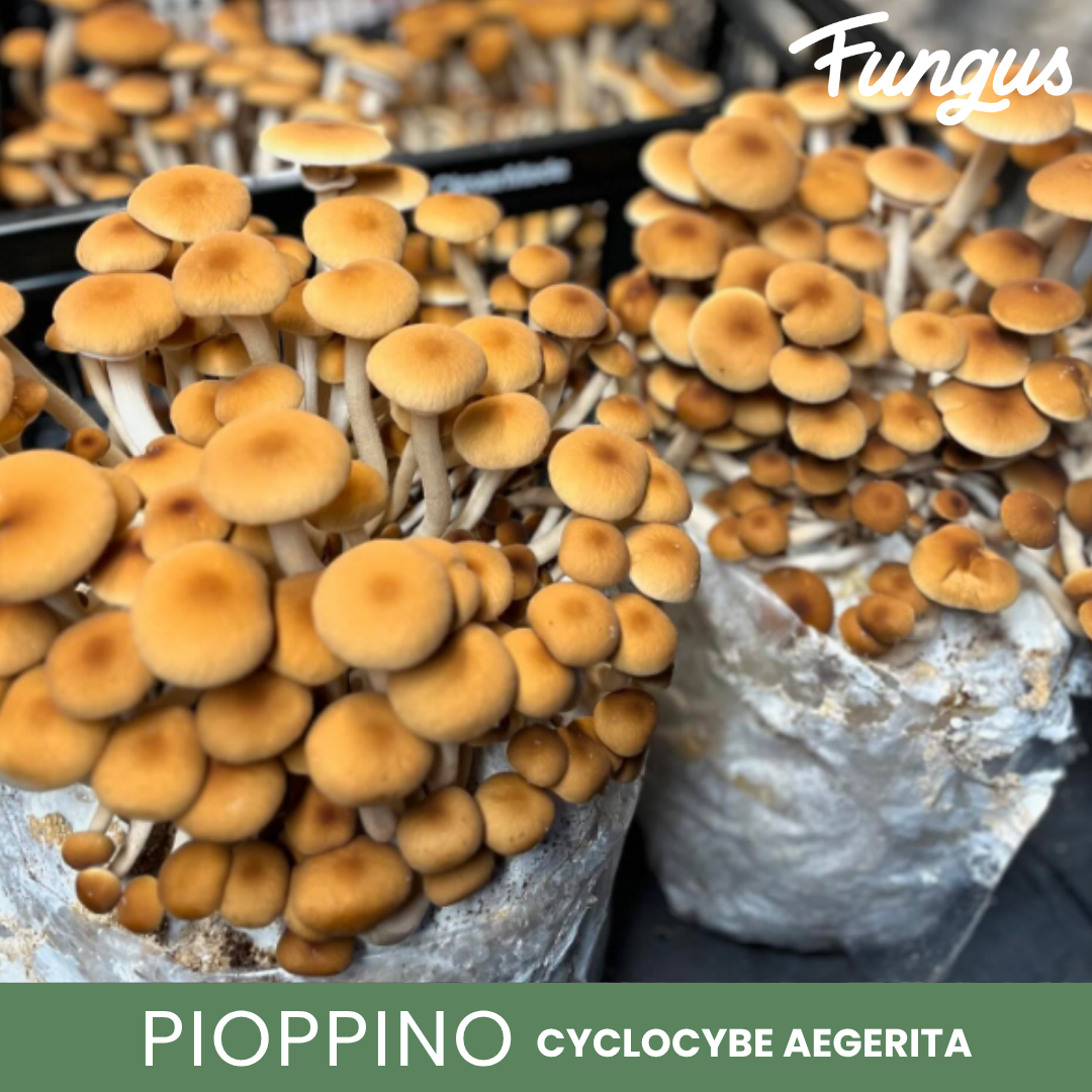 MICELIO PIOPINO