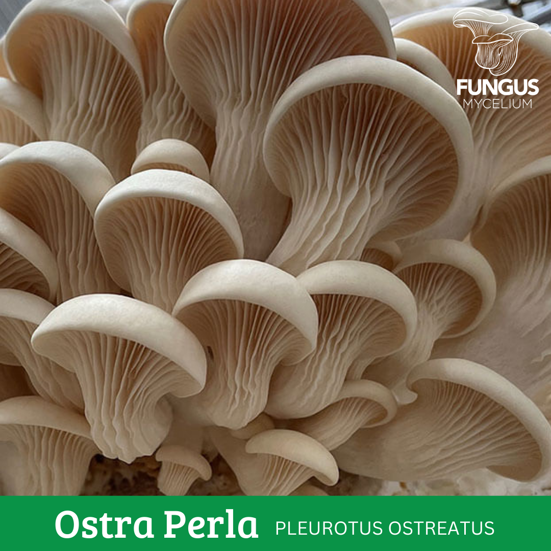 MICELIO DE OSTRA PERLA