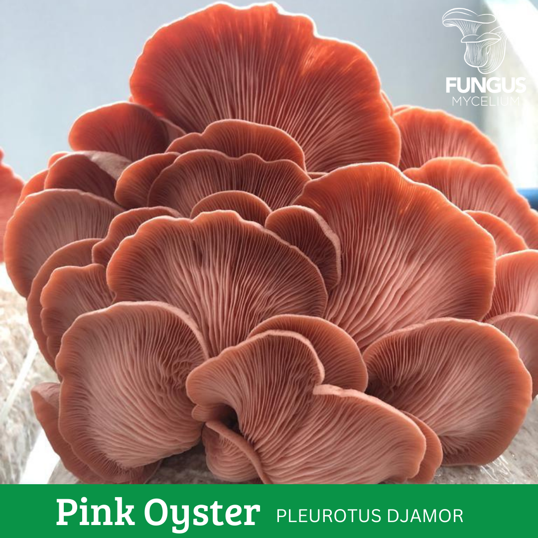 MICELIO DE OSTRA ROSADO