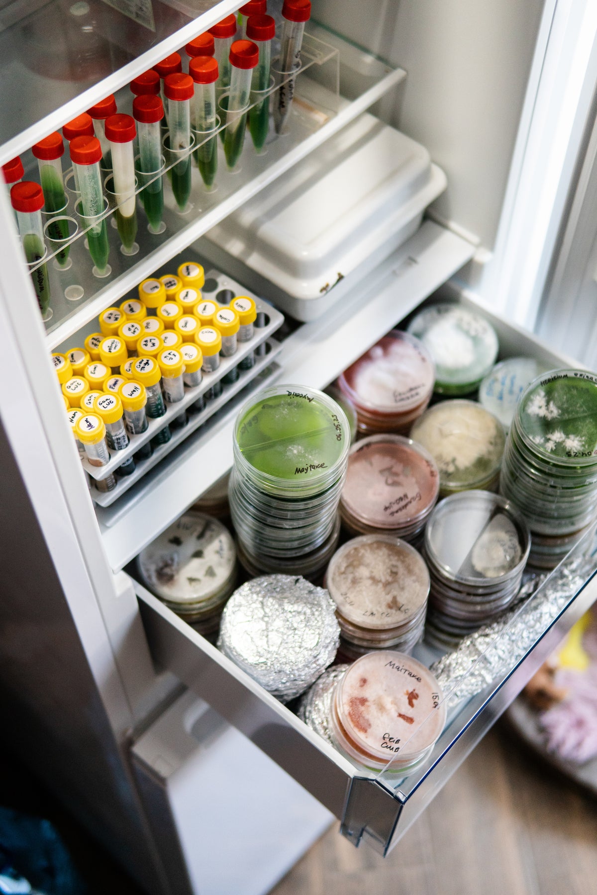 Refrigerador con cepas, nuestro banco de cepas
