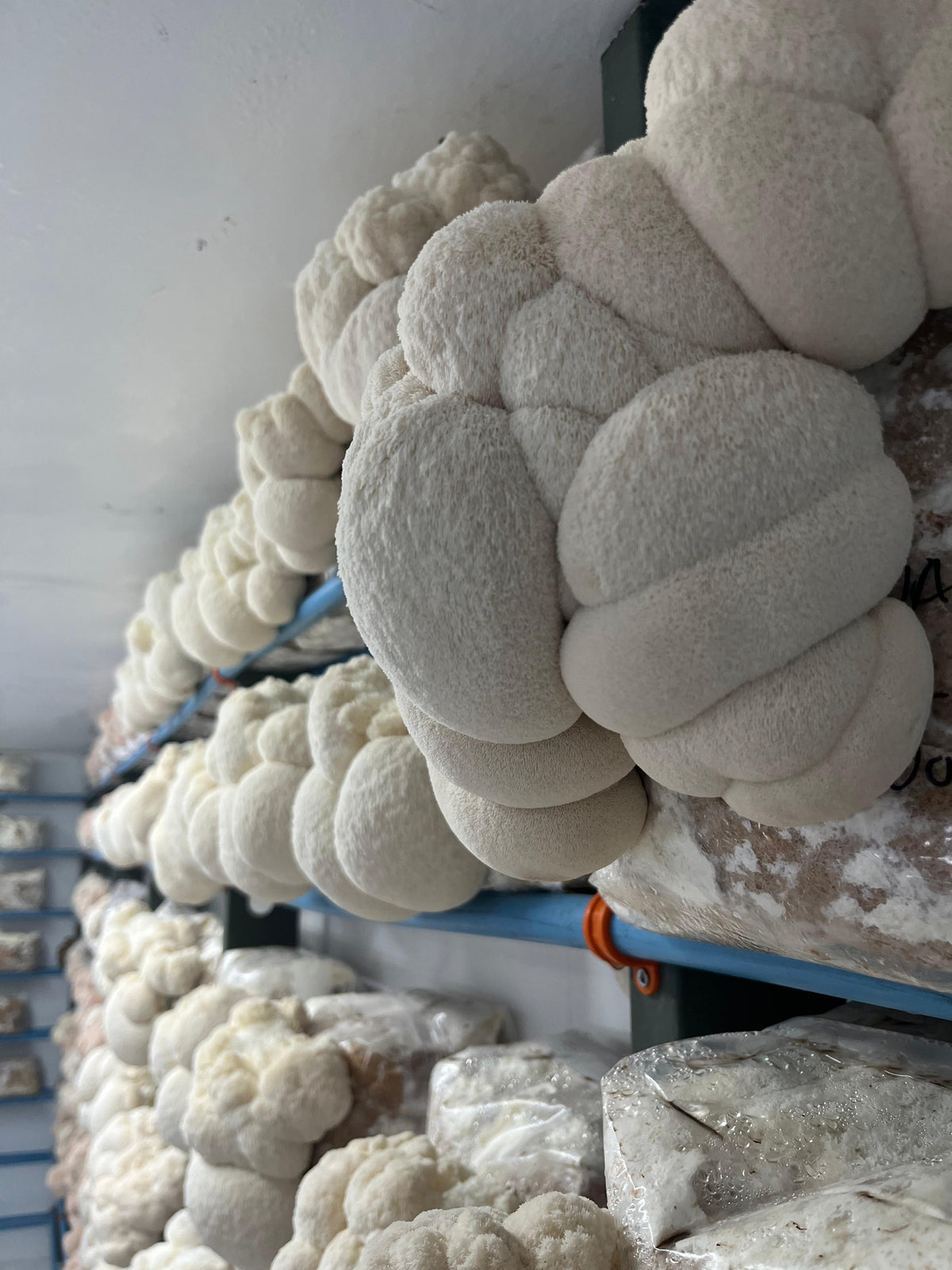 Melena de leon fungus mycelium