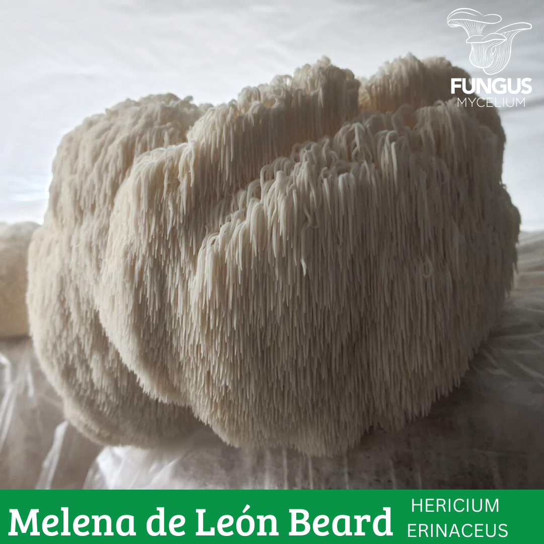 MICELIO DE MELENA DE LEON BEARD