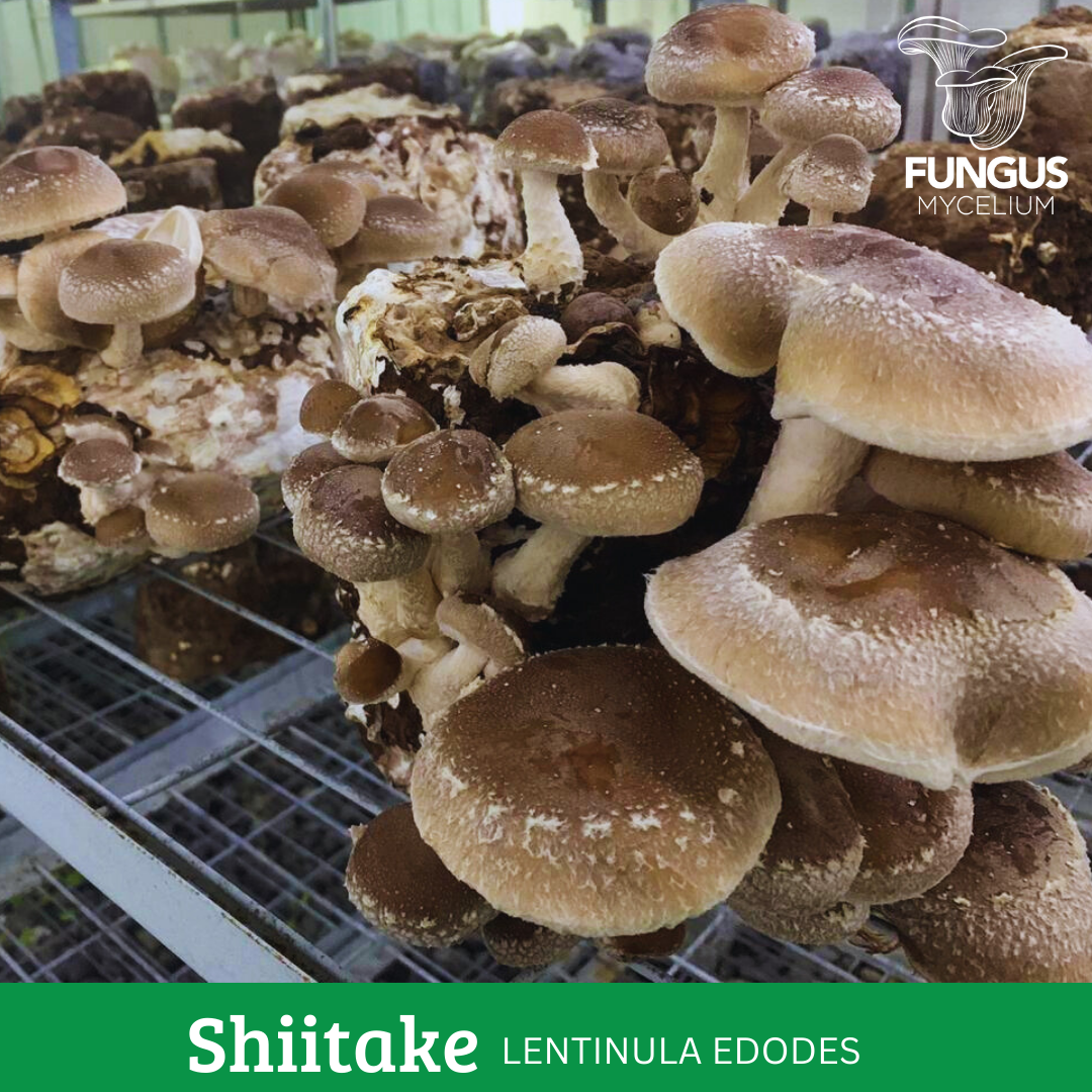 MICELIO DE SHIITAKE